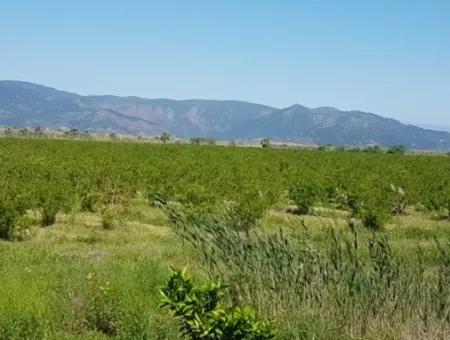 Garden Of Pomegranates For Sale In Dalyan