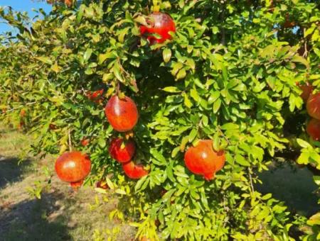 42 Acres Of Pomegranate Field For Sale In Ortaca Eskiköy