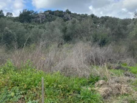 2 932 M2 Contracted Olive Grove For Sale In Ortaca Fevziye