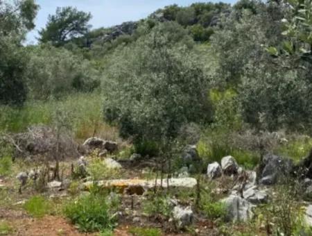 2 932 M2 Contracted Olive Grove For Sale In Ortaca Fevziye