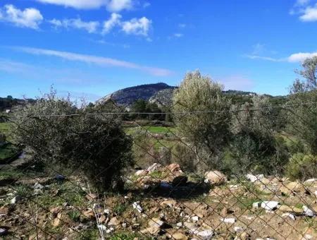 Mugla Ortaca Gokbel Bargain Olive Grove For Sale