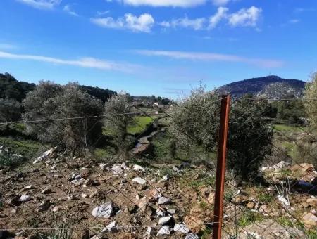 Mugla Ortaca Gokbel Bargain Olive Grove For Sale