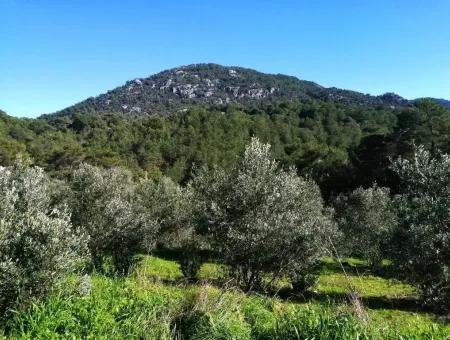 Mugla Ortaca Gokbel Bargain Olive Grove For Sale