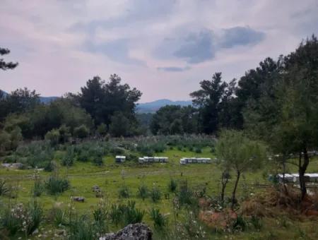 3.500 M2 Detached Land With Sea View For Sale In Dalaman Gürköy