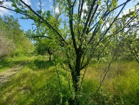 In Muğla Ortaca Eskiköy, 12.805 M2 Of Land With A Share Is For Sale.
