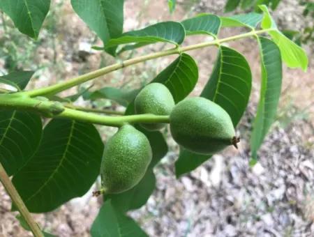 Antalya Akseki Çimiköy 9 400 M2 Detached Bargain Walnut Orchard For Sale Or Exchange
