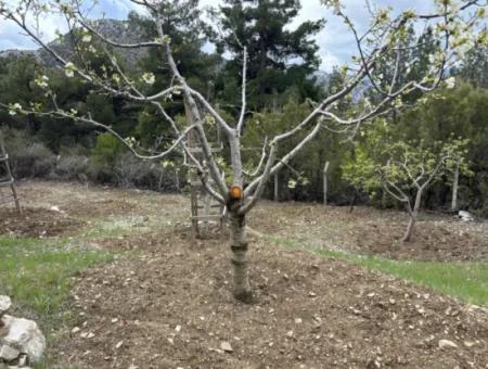 Antalya Akseki Çimiköy 9 400 M2 Detached Bargain Walnut Orchard For Sale Or Exchange