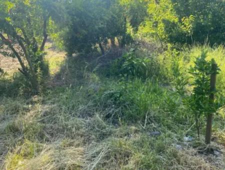 500 M2 Land With Rızai Partition In Ortaca Kemaliye For Emergency Sale