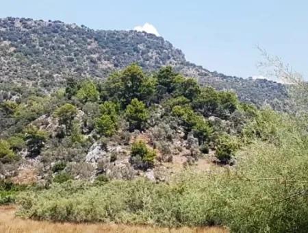 74,000 M2 Sea View Land For Sale In Dalaman Kapıkargın