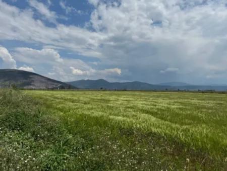 Milas Avşar 27.216 M2 Flat Data Detached Land For Urgent Sale, Open To Offer