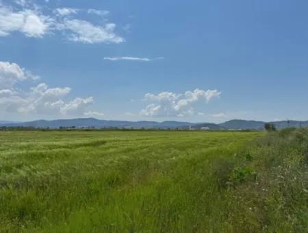Milas Avşar 27.216 M2 Flat Data Detached Land For Urgent Sale, Open To Offer
