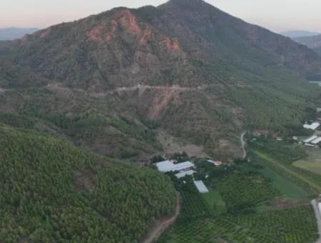 Detached 5.000 M² Lemon Garden With 150 M² Construction Rights In Ortaca Çaylı For Sale Or Exchange