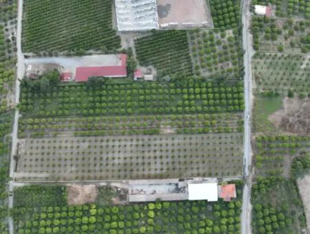 Detached 5.000 M² Lemon Garden With 150 M² Construction Rights In Ortaca Çaylı For Sale Or Exchange