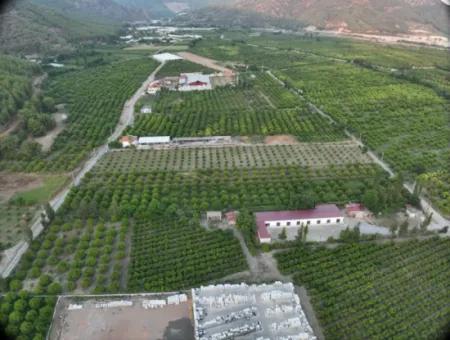 Detached 5.000 M² Lemon Garden With 150 M² Construction Rights In Ortaca Çaylı For Sale Or Exchange