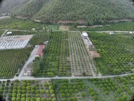 Detached 5.000 M² Lemon Garden With 150 M² Construction Rights In Ortaca Çaylı For Sale Or Exchange