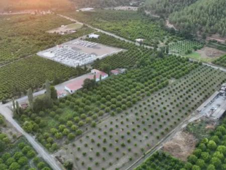 Detached 5.000 M² Lemon Garden With 150 M² Construction Rights In Ortaca Çaylı For Sale Or Exchange
