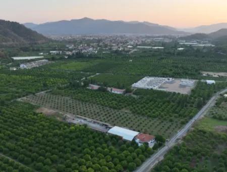 Detached 5.000 M² Lemon Garden With 150 M² Construction Rights In Ortaca Çaylı For Sale Or Exchange