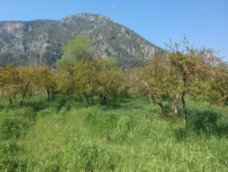Ortaca Mergenlide 7989 M2 150 M2 Construction Permitted Pomegranate Field For Sale