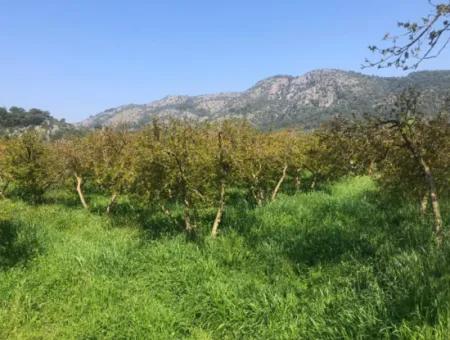Ortaca Mergenlide 7989 M2 150 M2 Construction Permitted Pomegranate Field For Sale