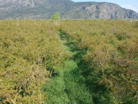 Ortaca Mergenlide 7989 M2 150 M2 Construction Permitted Pomegranate Field For Sale
