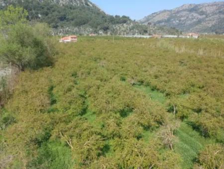 Ortaca Mergenlide 7989 M2 150 M2 Construction Permitted Pomegranate Field For Sale