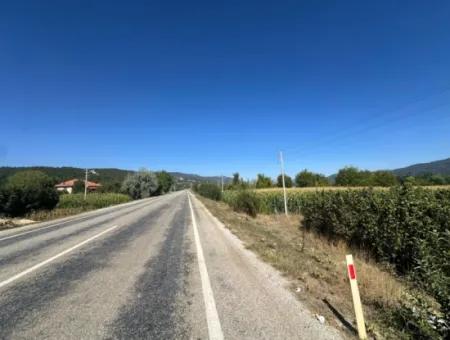 3070 M2 Walnut Orchard For Sale On The Side Of The Main Road In Denizli Çameli