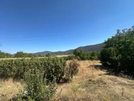 3070 M2 Walnut Orchard For Sale On The Side Of The Main Road In Denizli Çameli