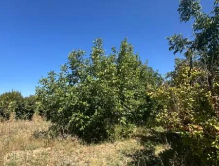 3070 M2 Walnut Orchard For Sale On The Side Of The Main Road In Denizli Çameli