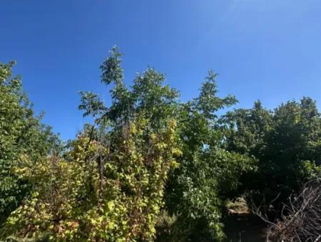 3070 M2 Walnut Orchard For Sale On The Side Of The Main Road In Denizli Çameli