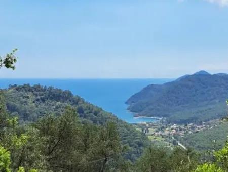 720 M² Sea View Olive Grove For Sale In Köyceğiz Ekincik, Muğla