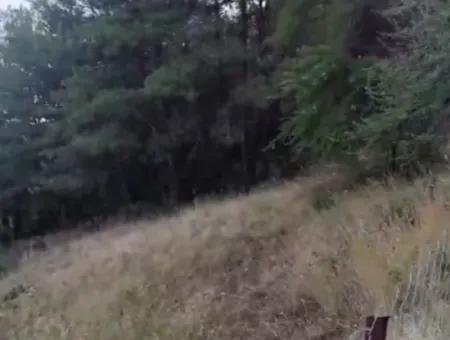 Muğla Ula Çiçek Main Road In Greenery 2.500 2 Detached Land With Title Deed For Sale.