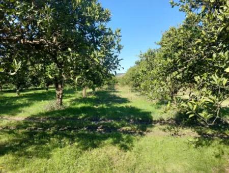 In Ortaca Okçular, A 1000 M2 Detached Land Is For Sale With 250 M2 Construction Rights Or Exchanged For 2-3 Flats From Ortaca