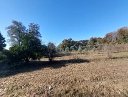 Bargain Suitable For Investment In Muğla Dalyan 4 000 M2 Land By The Forest Is For Sale