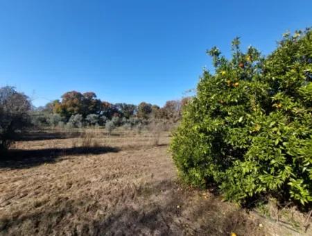 Bargain Suitable For Investment In Muğla Dalyan 4 000 M2 Land By The Forest Is For Sale