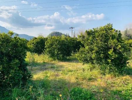 830 M2 Plot For Sale Bargain In Dalyan