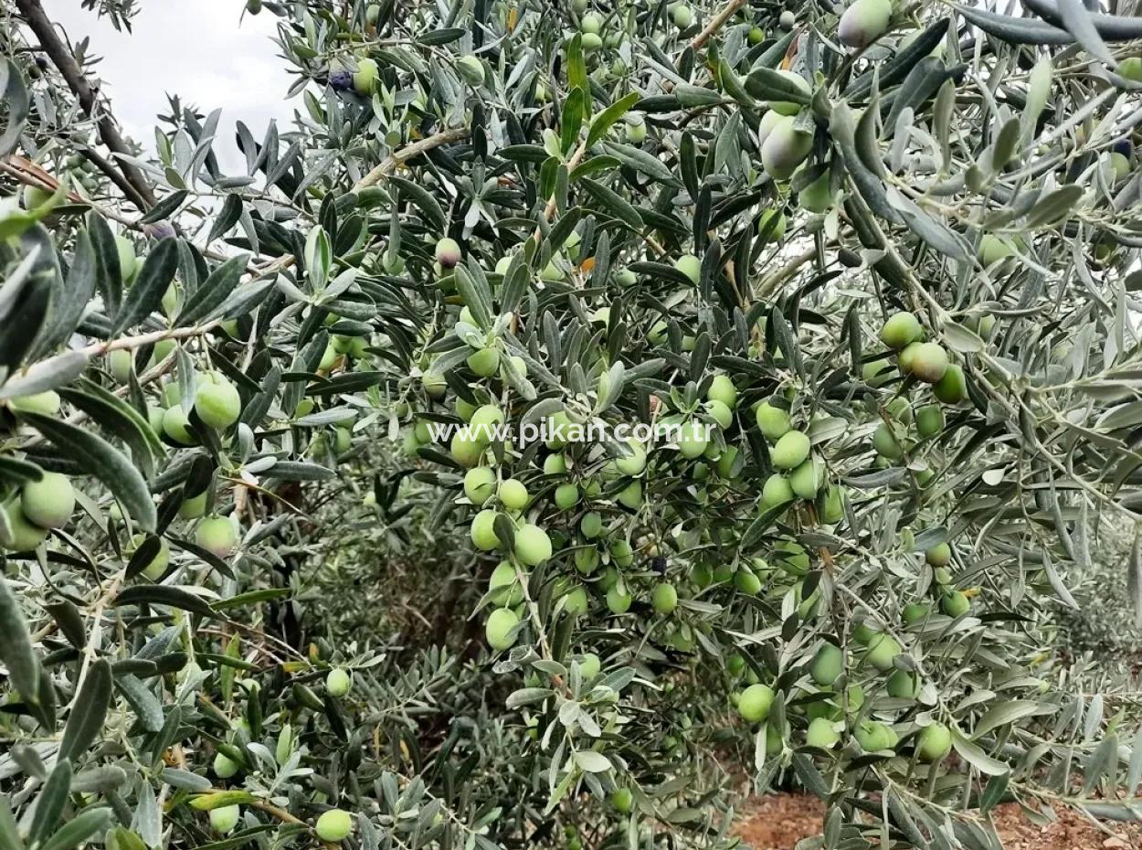 Köyceğiz Zeytinalanında Satılık Göl Manzaralı Arazi