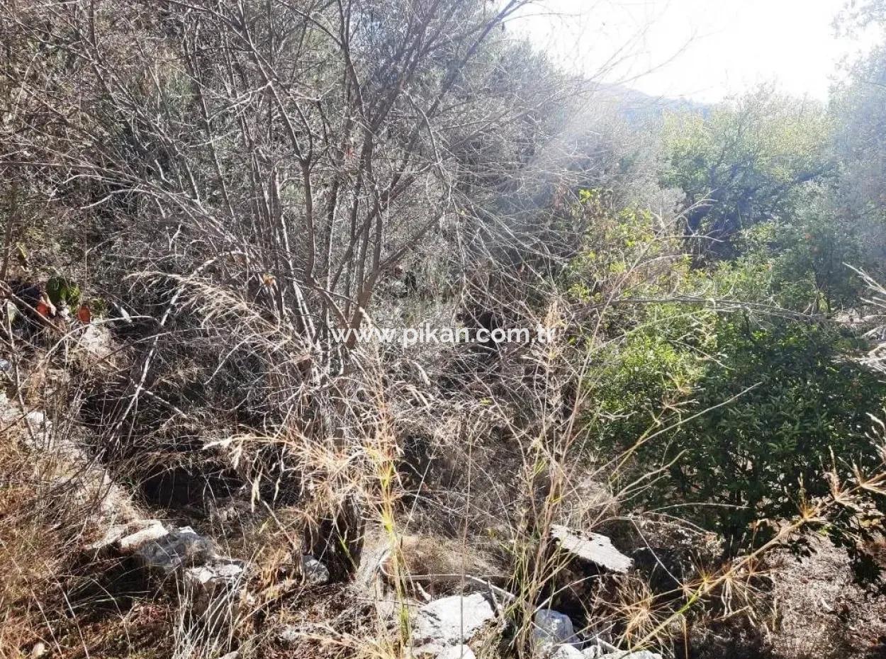 Ula Gökovada Satılık Deniz Ve Doğa Manzaralı Müstakil Köy Evi