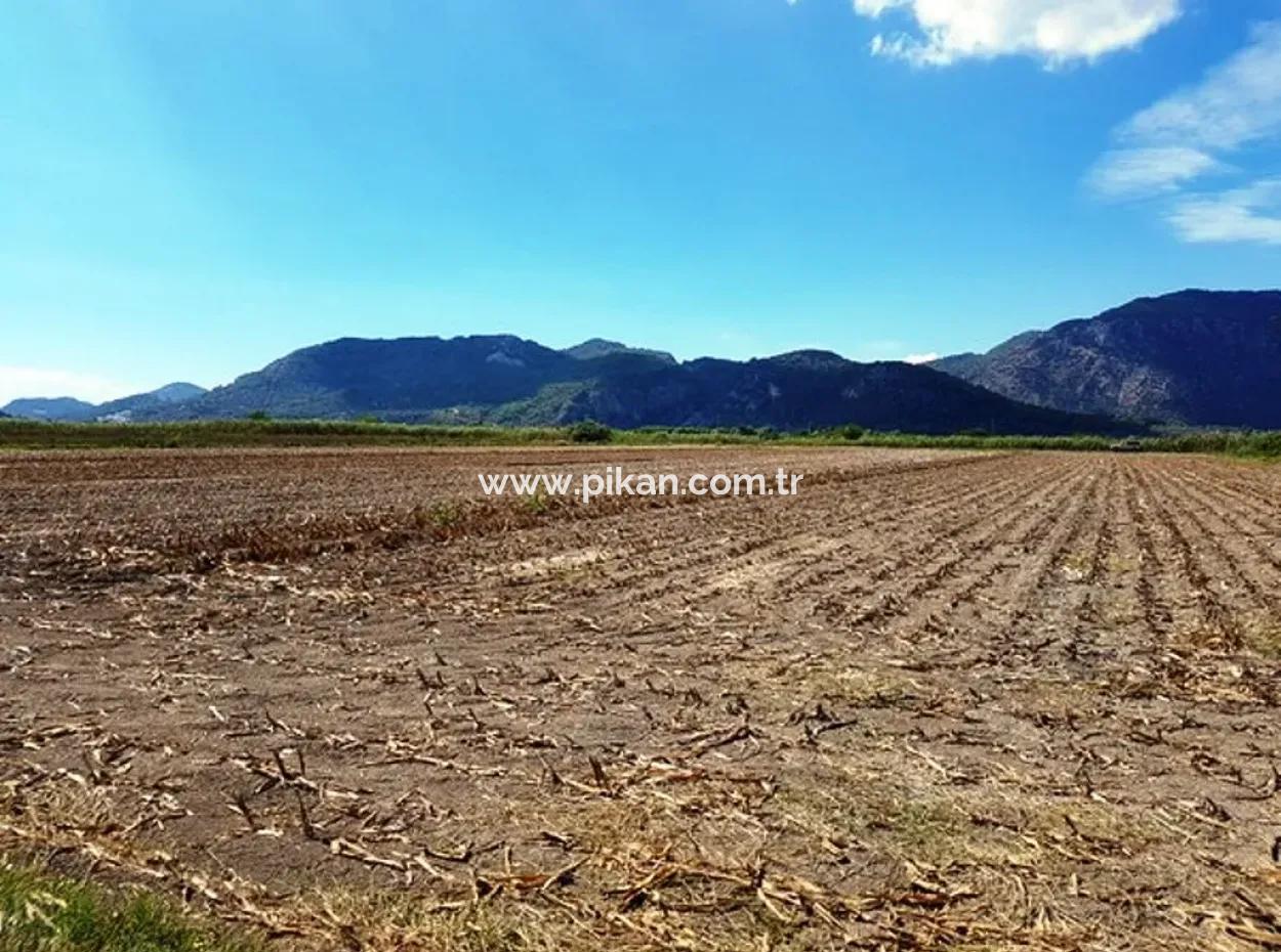 Muğla Ortaca Güzelyurtta Satılık Verimli Kelepir Arazi