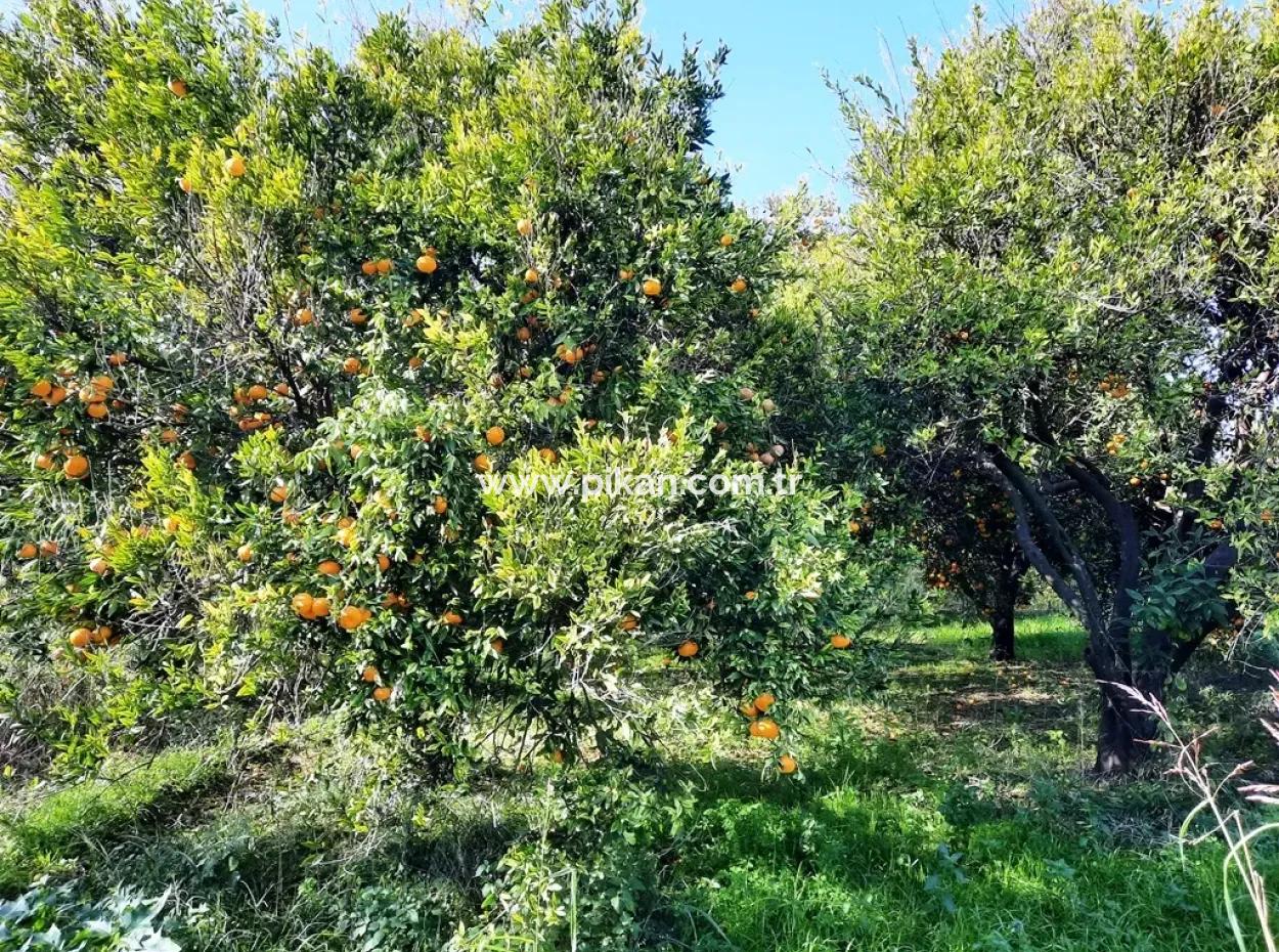 Köyceğiz Döğüşbelende Satılık 2200 M2 Müstakil Narenciye Bahçesi
