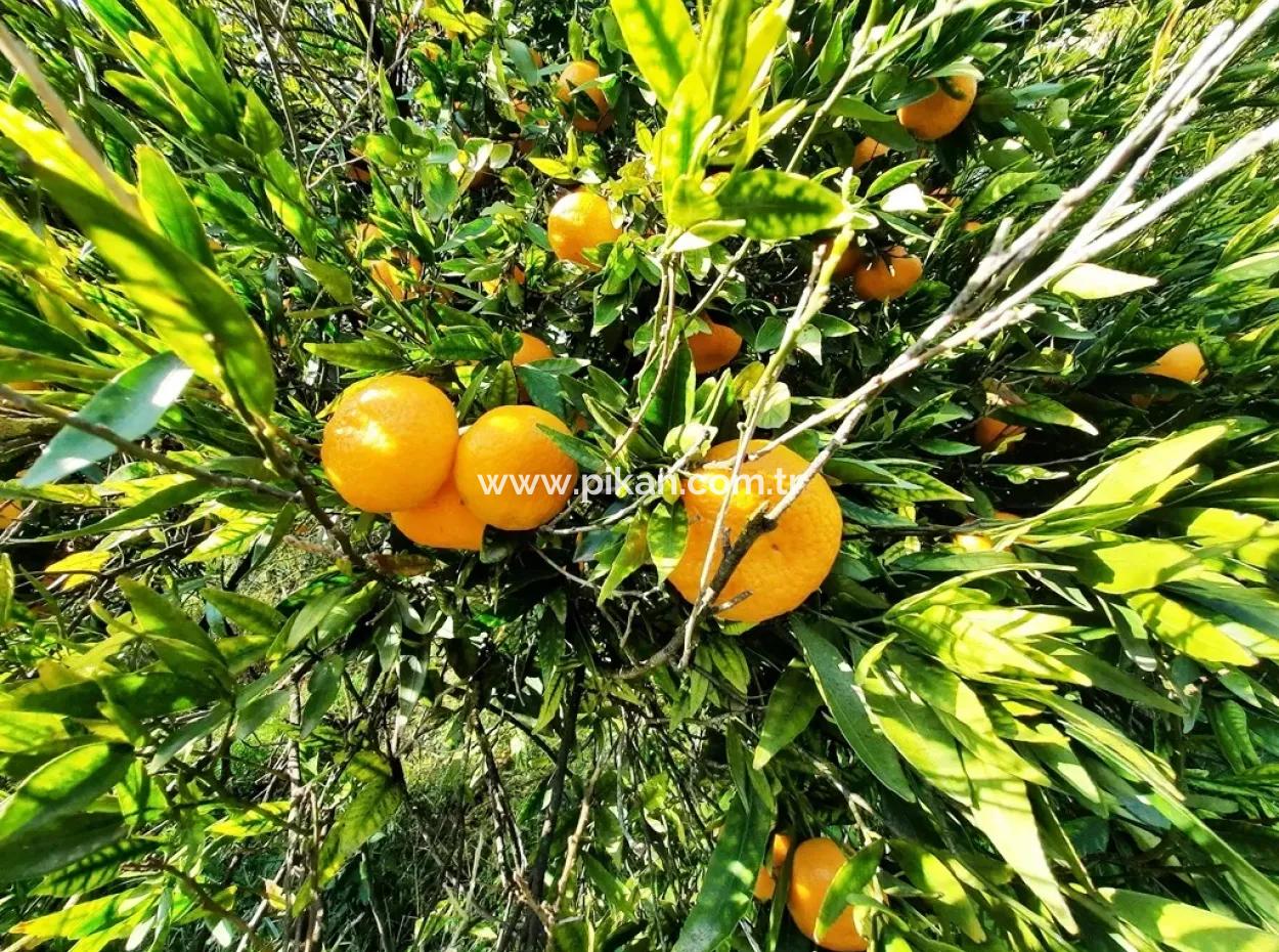 Köyceğiz Döğüşbelende Satılık 2200 M2 Müstakil Narenciye Bahçesi