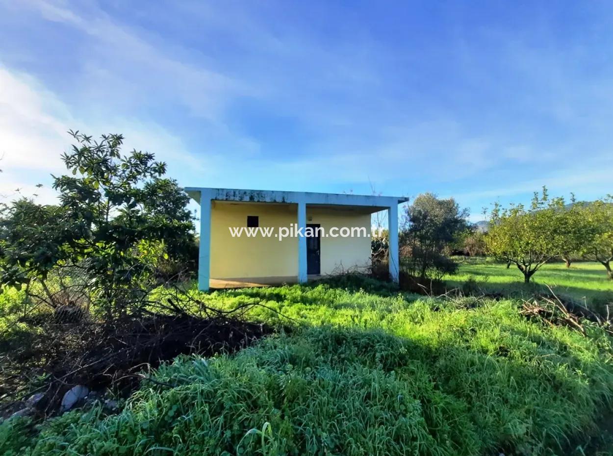 Ortaca Dalaklıda Satılık 10 000 M2 Müstakil Limon Bahçesi