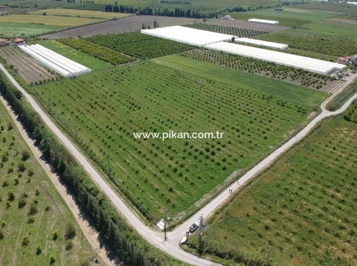 Ortaca Eskiköy De 26700 M2 Bakımlı Limon Bahçesi Satılık