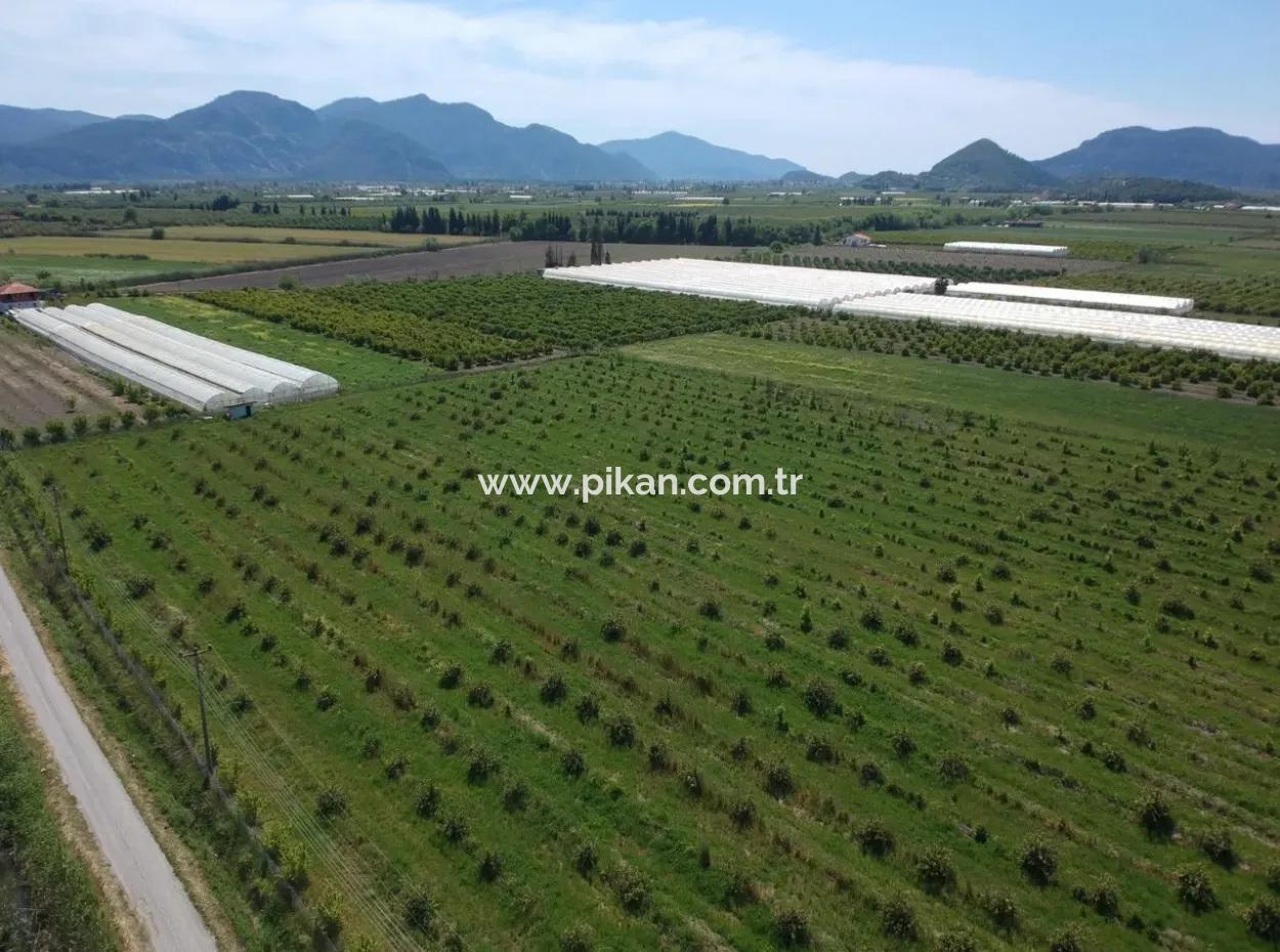 Ortaca Eskiköy De 26700 M2 Bakımlı Limon Bahçesi Satılık