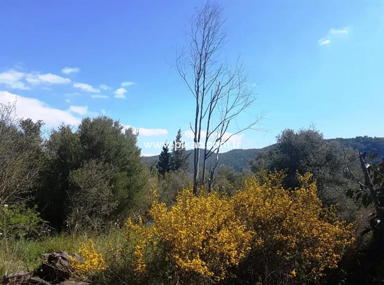 Sarıgerme De Satılık Kelepir Arsa, 2616 M2, 6 Müstakil Parsel