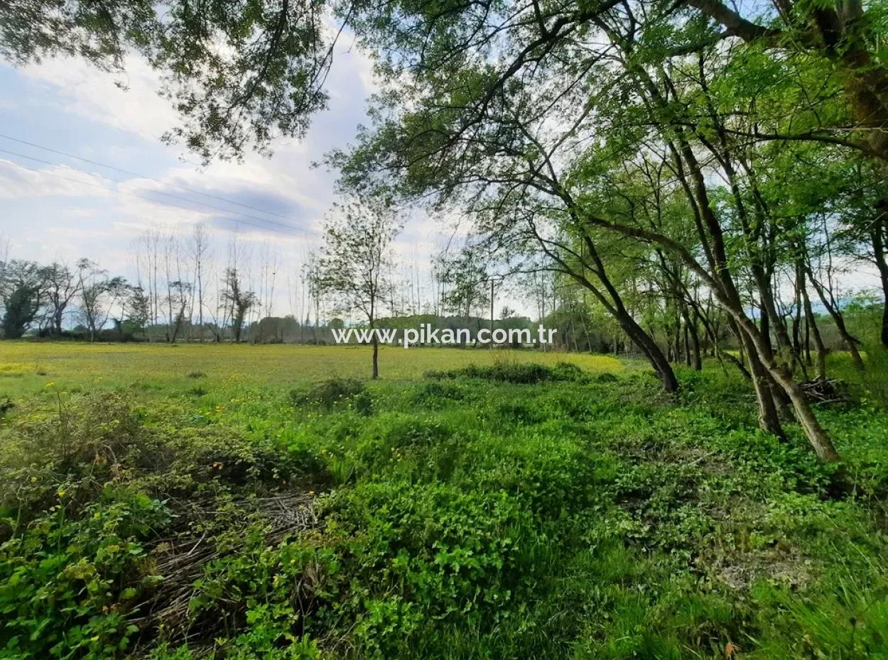 Köyceğiz Zeytinalanında Göl Manzaralı 7668 M2 Kelepir Arazi Satılık