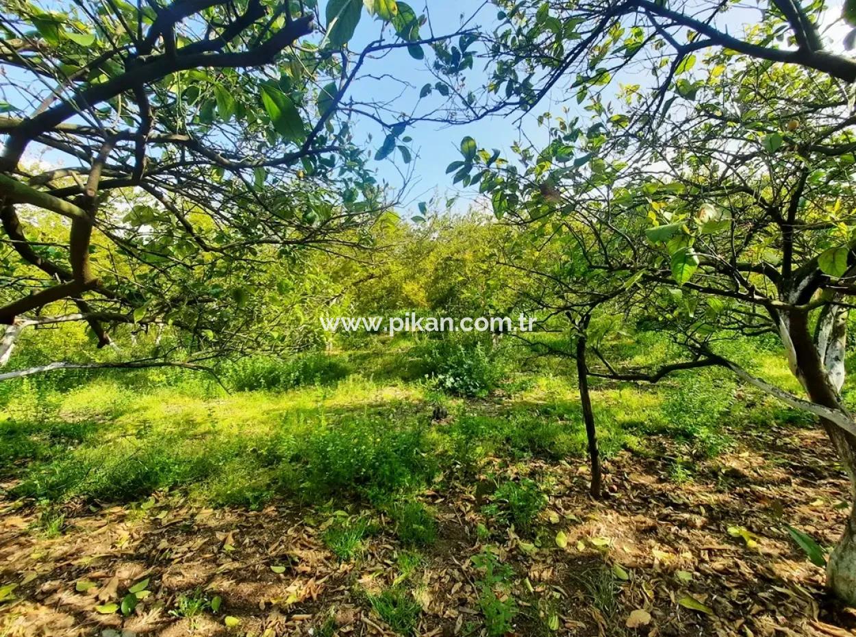 Ortaca Güzelyurtta 1 500 M2 Arsa Satılık 250 M2 İnşaat İzni Var