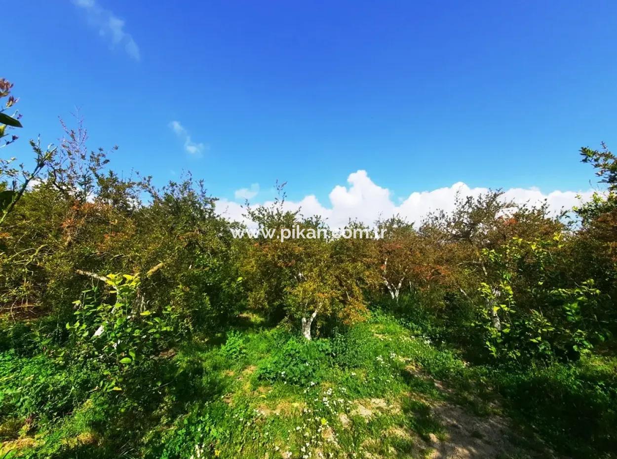 Ortaca Güzelyurtta 1 500 M2 Arsa Satılık 250 M2 İnşaat İzni Var