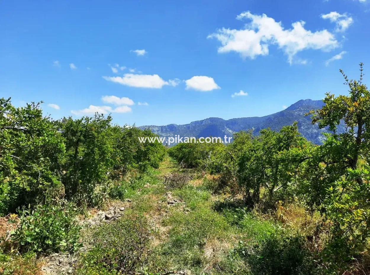 Muğla Dalyanda Satılık Kanala Sıfır Yatırıma Uygun Nar Bahçesi