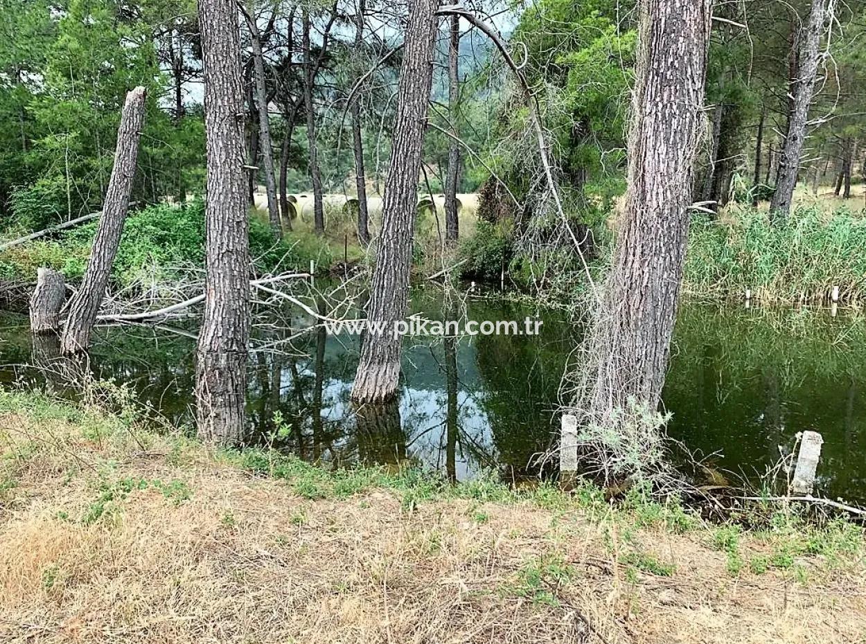 Ortaca Çaylıda Çam Ormanı İçinde Çay Kenarı 10345 M2 Arazi Ve Müstakil Ev Satılık