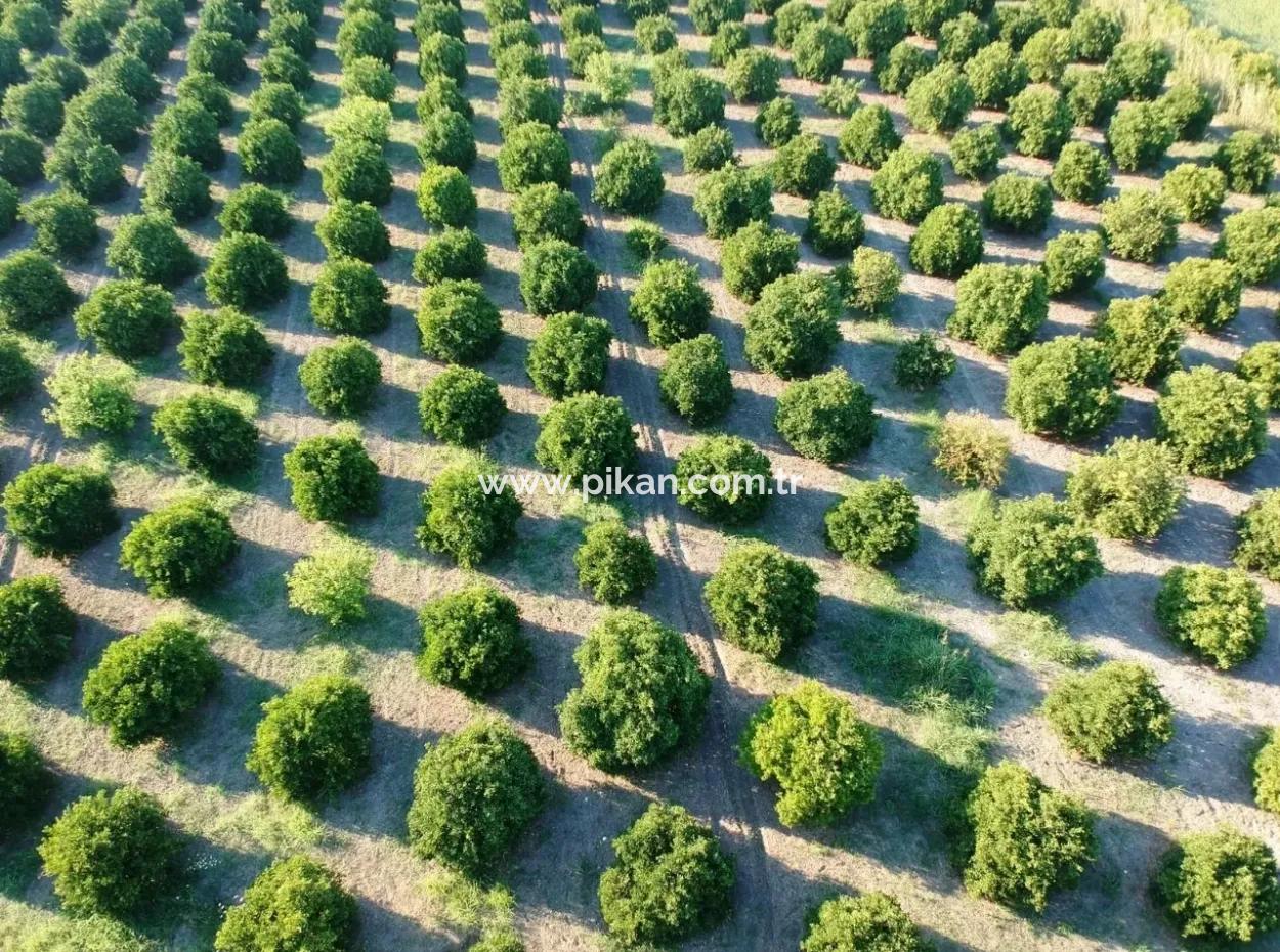 Ortaca Tepearasında Satılık Narenciye Bahçesi